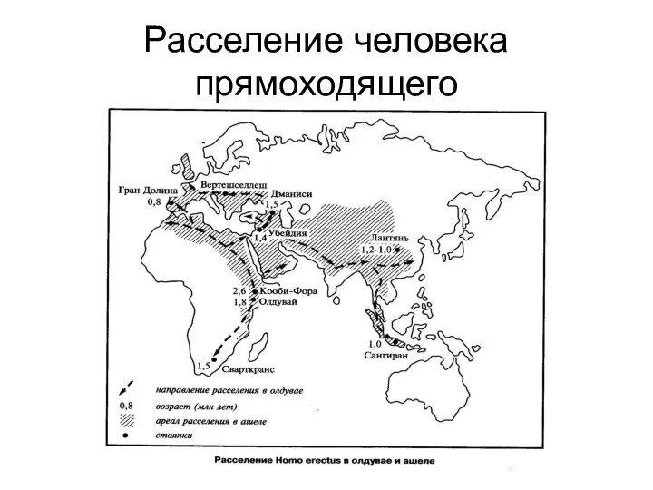 Расселение человека прямоходящего