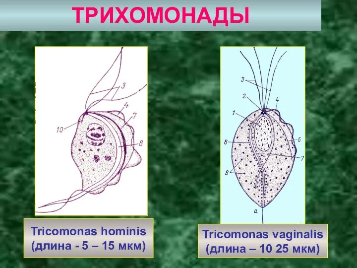 ТРИХОМОНАДЫ Tricomonas hominis (длина - 5 – 15 мкм) Tricomonas vaginalis (длина – 10 25 мкм)