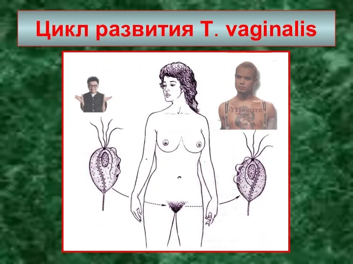 Цикл развития Т. vaginalis