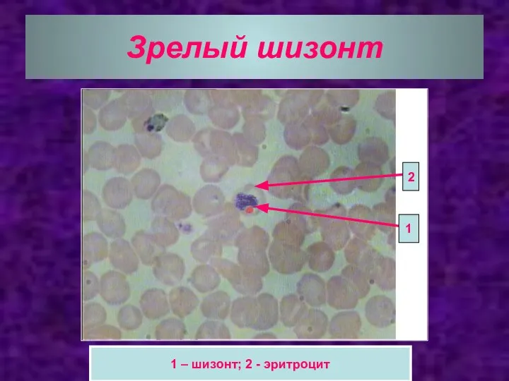 Зрелый шизонт 2 1 1 – шизонт; 2 - эритроцит