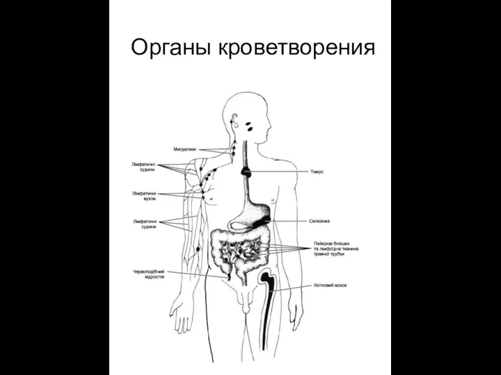 Органы кроветворения