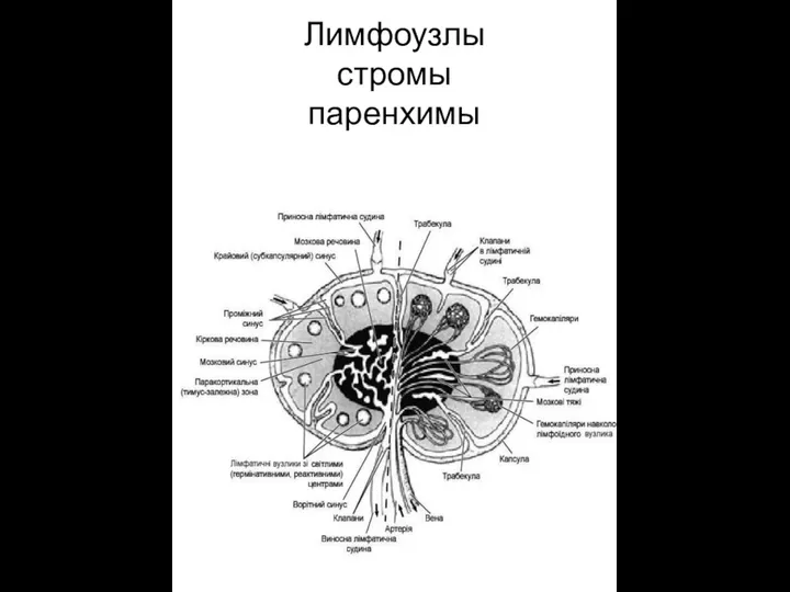 Лимфоузлы стромы паренхимы