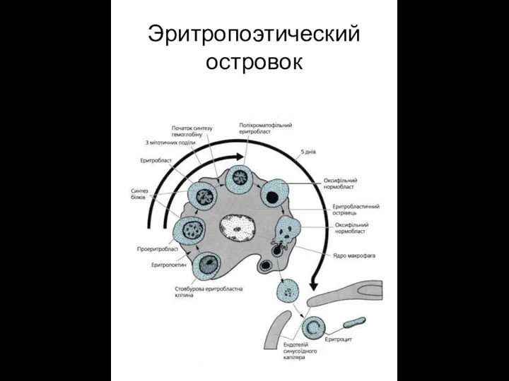 Эритропоэтический островок