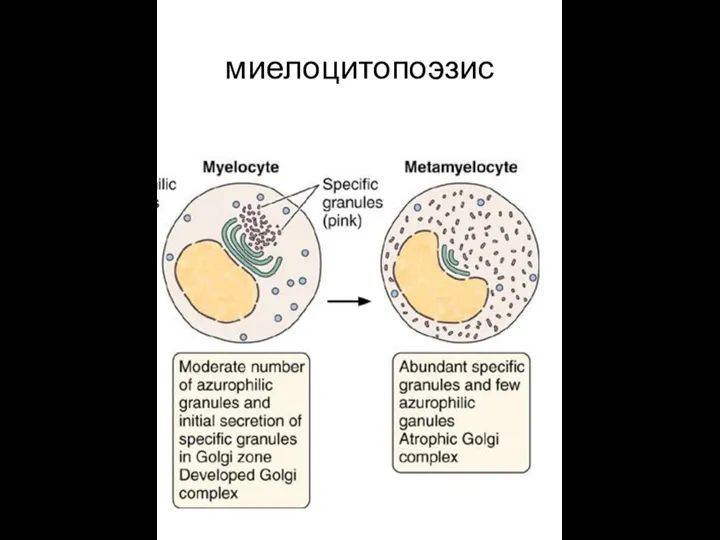 миелоцитопоэзис