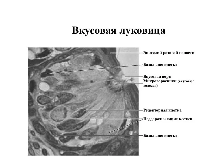 Вкусовая луковица Эпителий ротовой полости Базальная клетка Вкусовая пора Микроворосинки (вкусовые