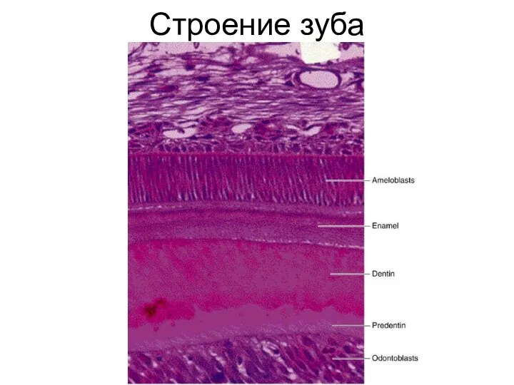 Строение зуба