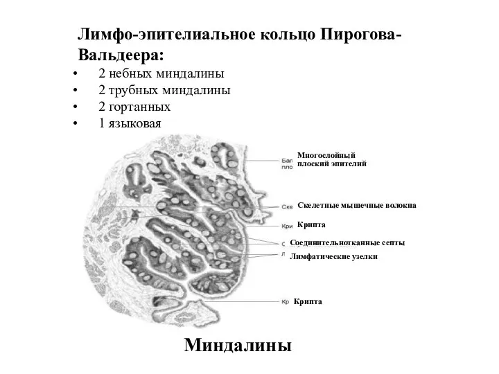 Миндалины Многослойный плоский эпителий Скелетные мышечные волокна Крипта Соединительнотканные септы Лимфатические