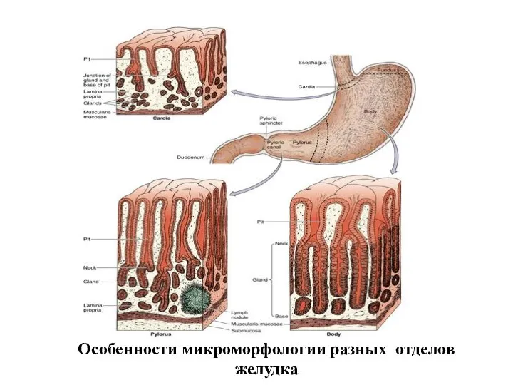 Особенности микроморфологии разных отделов желудка