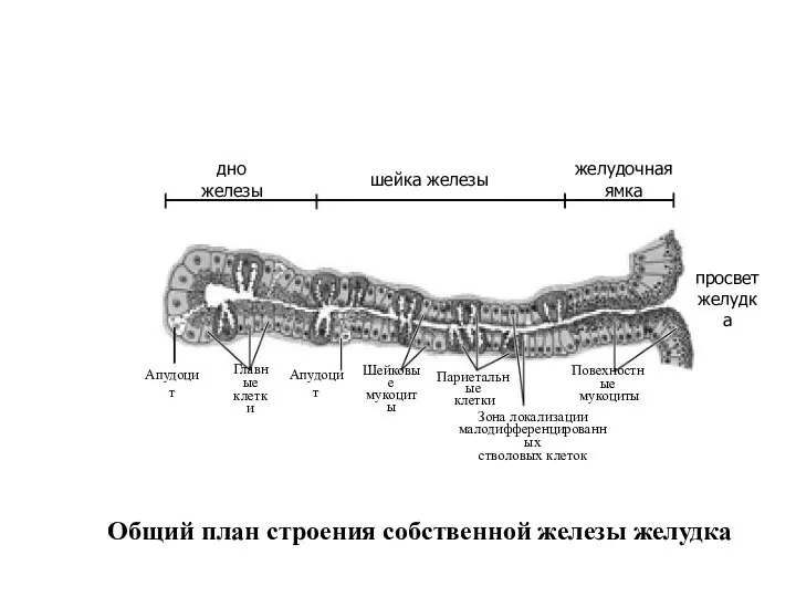 Общий план строения собственной железы желудка дно железы шейка железы желудочная