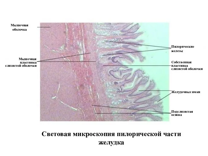 Световая микроскопия пилорической части желудка Мышечная оболочка Мышечная пластинка слизистой оболочки