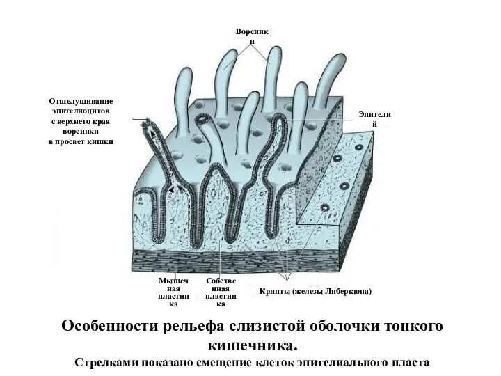 Особенности рельефа слизистой оболочки тонкого кишечника. Стрелками показано смещение клеток эпителиального