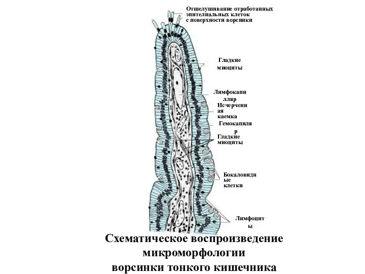 Схематическое воспроизведение микроморфологии ворсинки тонкого кишечника Гладкие миоциты Лимфокапилляр Бокаловидные клетки