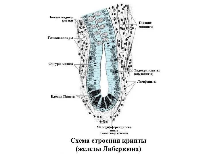 Схема строения крипты (железы Либеркюна) Клетки Панета Бокаловидные клетки Гемокапилляры Фигуры