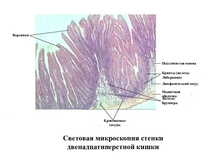 Световая микроскопия стенки двенадцатиперстной кишки Кровеносные сосуды Лимфатический сосуд Подслизистая основа