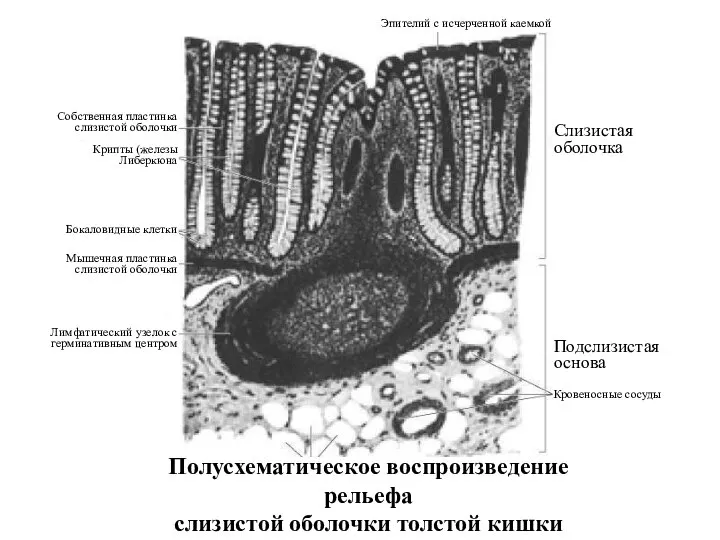Полусхематическое воспроизведение рельефа слизистой оболочки толстой кишки Лимфатический узелок с герминативным