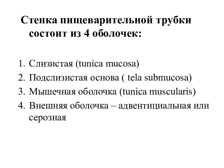 Стенка пищеварительной трубки состоит из 4 оболочек: Слизистая (tunica mucosa) Подслизистая