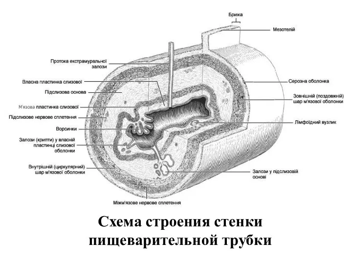 Схема строения стенки пищеварительной трубки