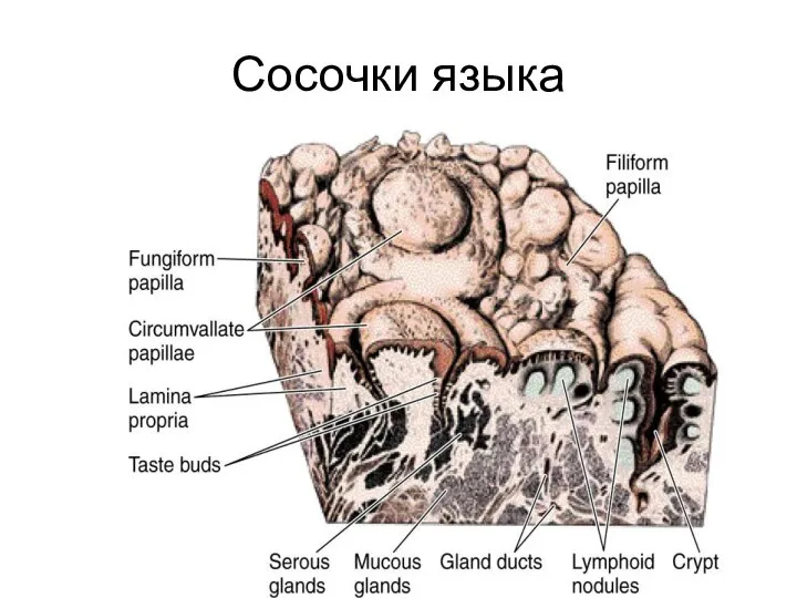 Сосочки языка