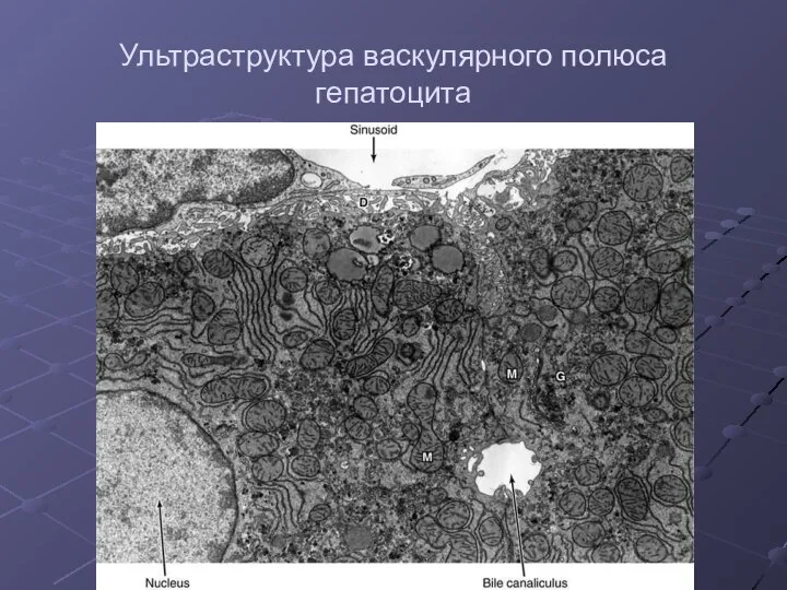 Ультраструктура васкулярного полюса гепатоцита