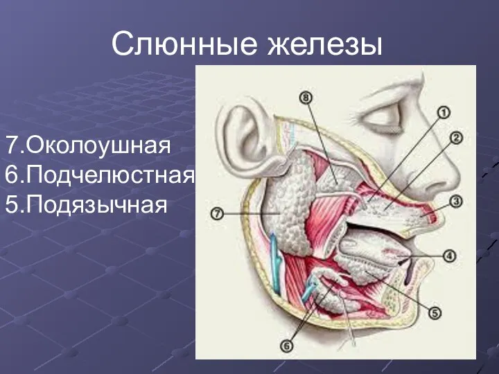 Слюнные железы 7.Околоушная 6.Подчелюстная 5.Подязычная