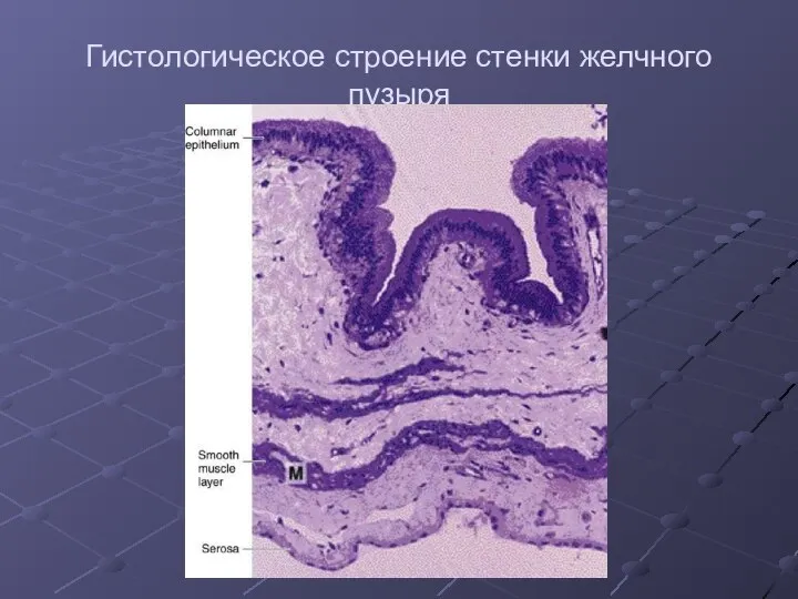 Гистологическое строение стенки желчного пузыря