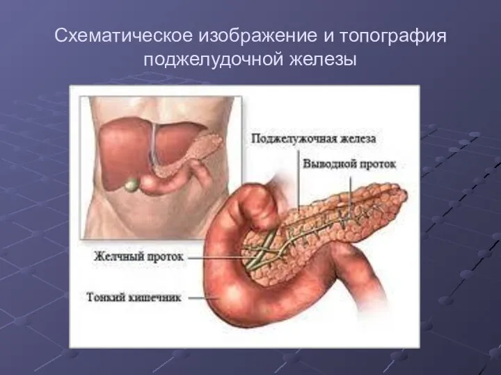 Схематическое изображение и топография поджелудочной железы