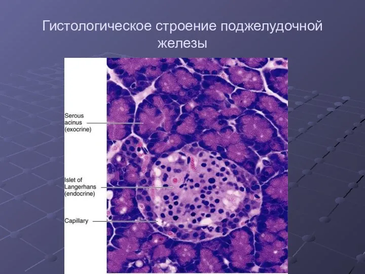 Гистологическое строение поджелудочной железы