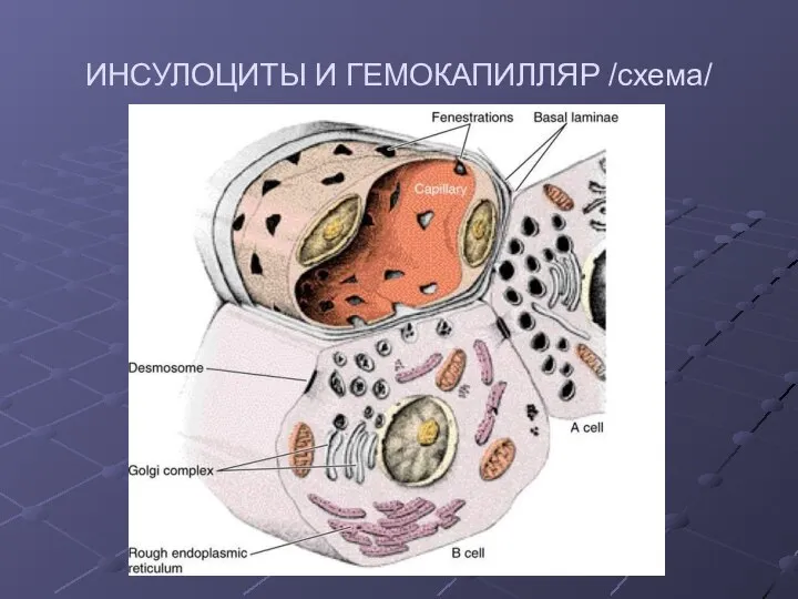 ИНСУЛОЦИТЫ И ГЕМОКАПИЛЛЯР /схема/