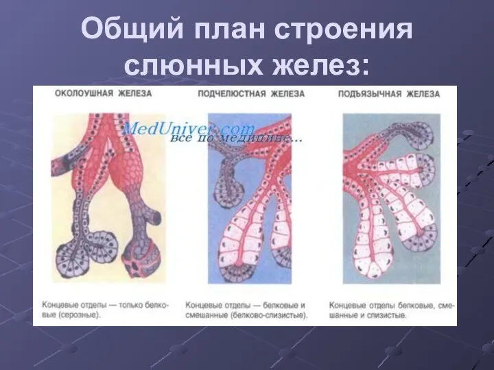 Общий план строения слюнных желез: