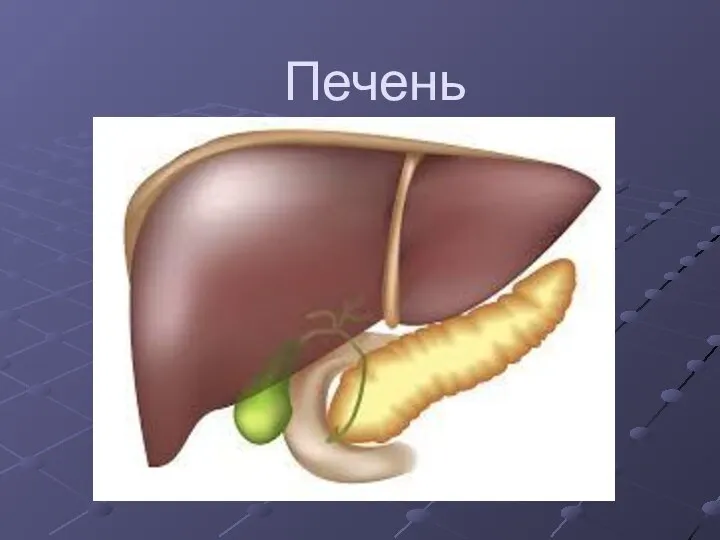 Печень