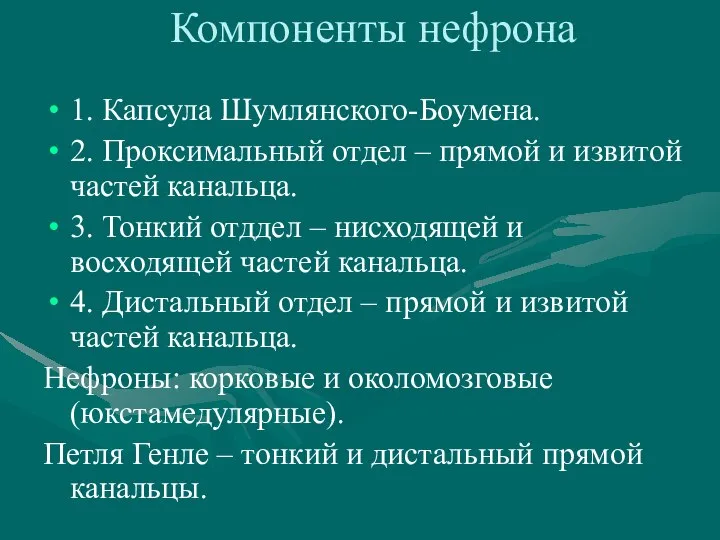 Компоненты нефрона 1. Капсула Шумлянского-Боумена. 2. Проксимальный отдел – прямой и