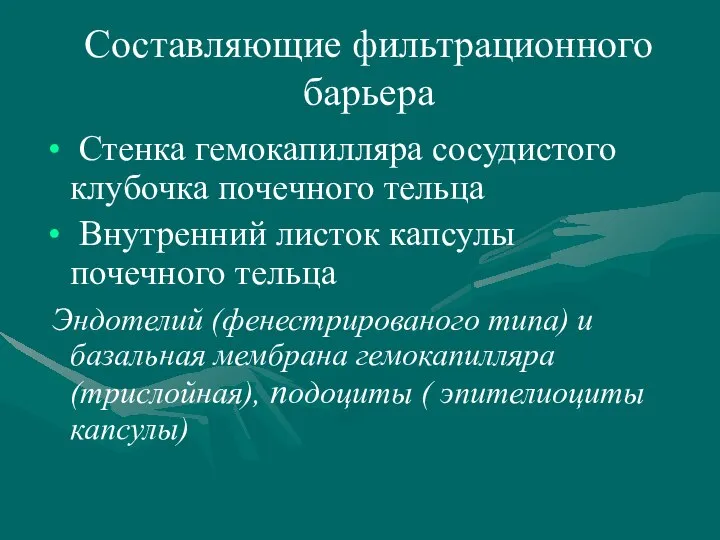 Составляющие фильтрационного барьера Стенка гемокапилляра сосудистого клубочка почечного тельца Внутренний листок