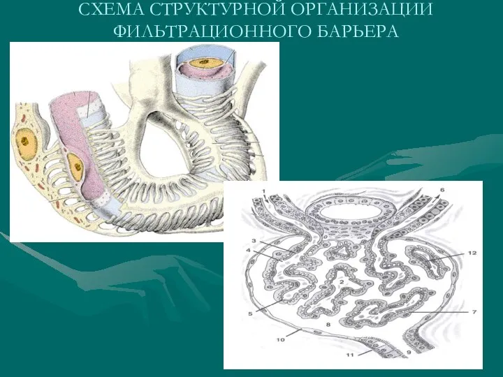 СХЕМА СТРУКТУРНОЙ ОРГАНИЗАЦИИ ФИЛЬТРАЦИОННОГО БАРЬЕРА