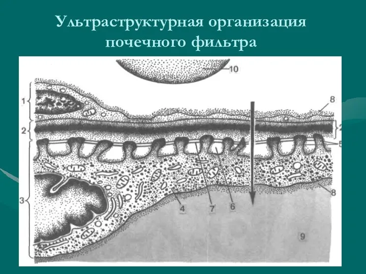 Ультраструктурная организация почечного фильтра