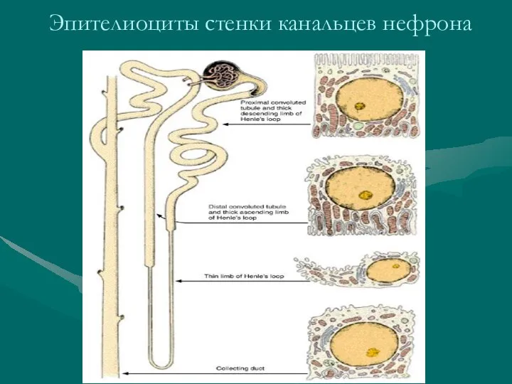 Эпителиоциты стенки канальцев нефрона