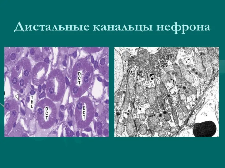 Дистальные канальцы нефрона