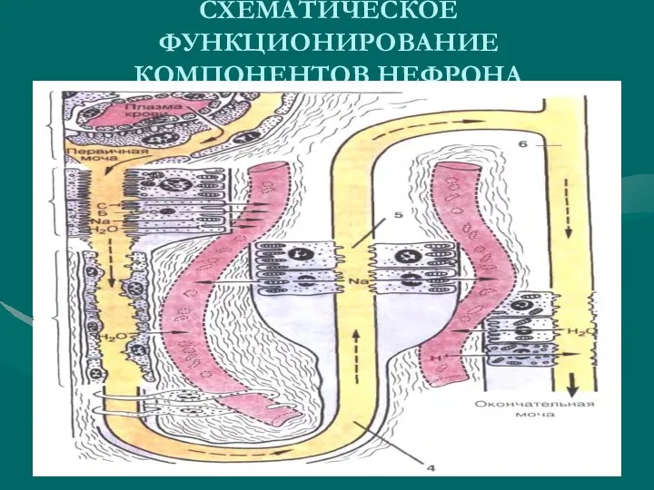 СХЕМАТИЧЕСКОЕ ФУНКЦИОНИРОВАНИЕ КОМПОНЕНТОВ НЕФРОНА