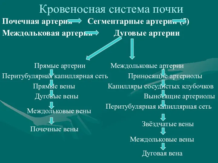 Кровеносная система почки Почечная артерия Сегментарные артерии (5) Междольковая артерия Дуговые