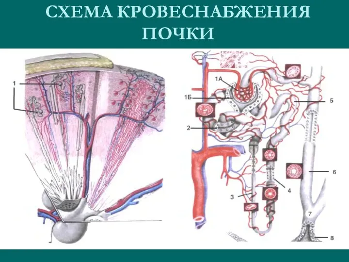 СХЕМА КРОВЕСНАБЖЕНИЯ ПОЧКИ