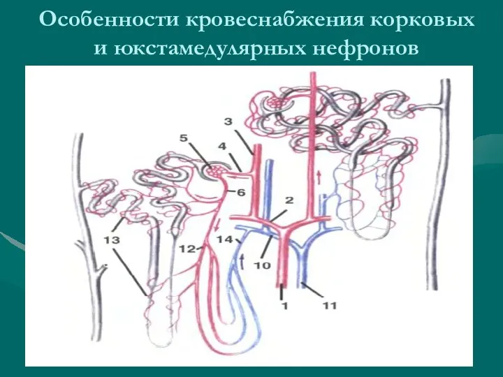 Особенности кровеснабжения корковых и юкстамедулярных нефронов