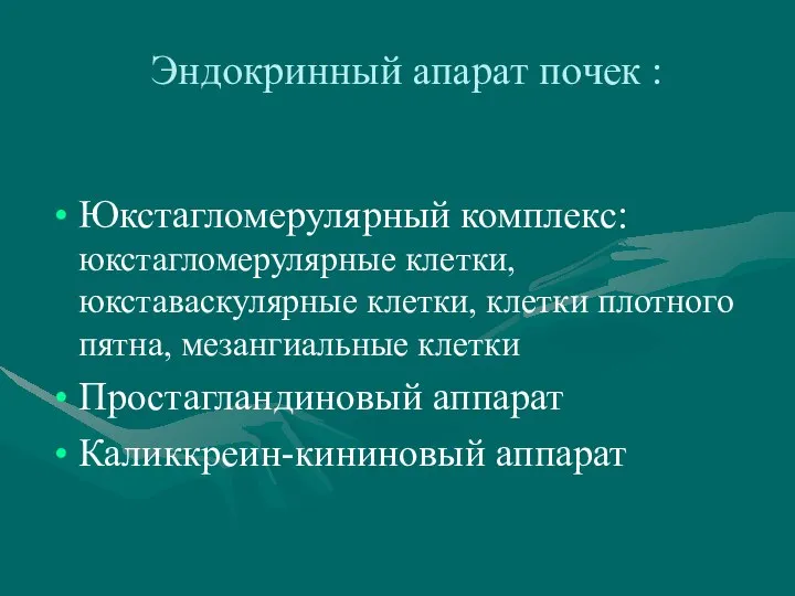 Эндокринный апарат почек : Юкстагломерулярный комплекс: юкстагломерулярные клетки, юкставаскулярные клетки, клетки