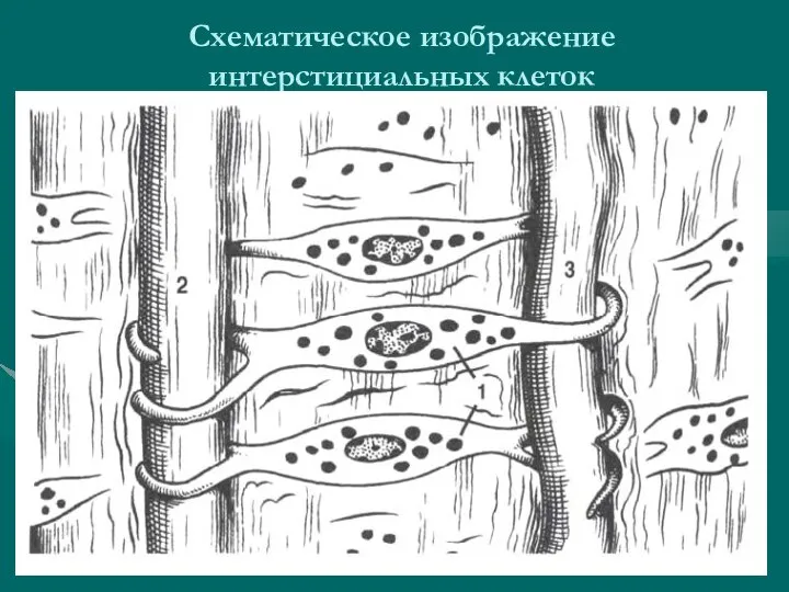 Схематическое изображение интерстициальных клеток