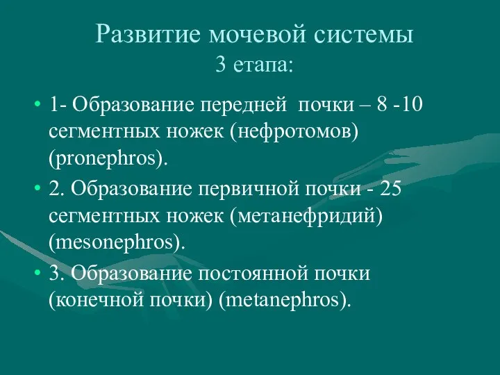 Развитие мочевой системы 3 етапа: 1- Образование передней почки – 8