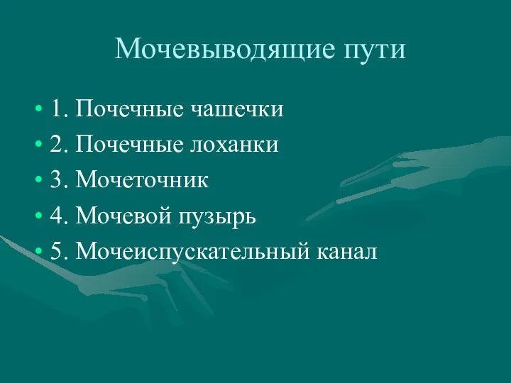 Мочевыводящие пути 1. Почечные чашечки 2. Почечные лоханки 3. Мочеточник 4. Мочевой пузырь 5. Мочеиспускательный канал