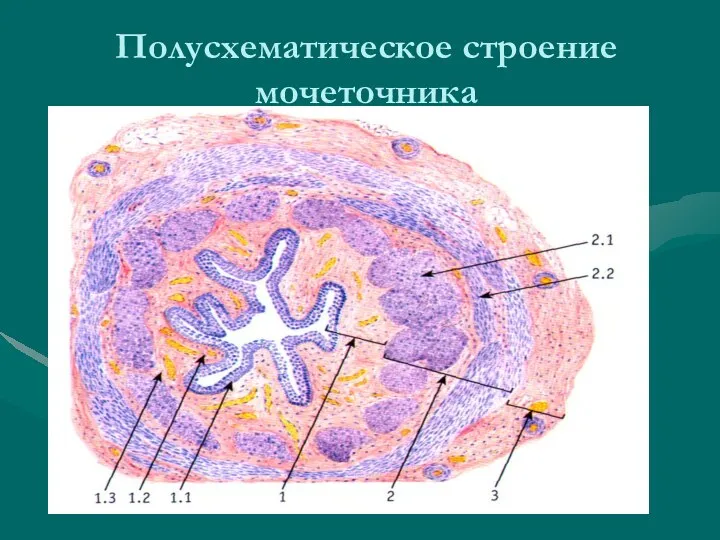 Полусхематическое строение мочеточника