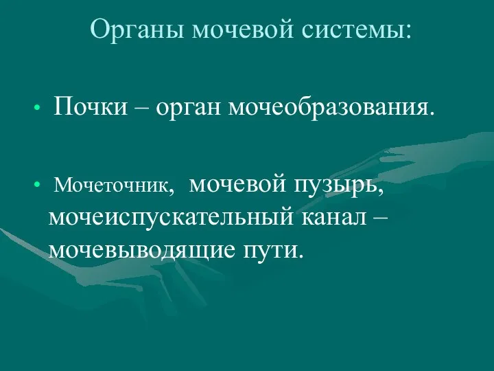 Органы мочевой системы: Почки – орган мочеобразования. Мочеточник, мочевой пузырь, мочеиспускательный канал – мочевыводящие пути.