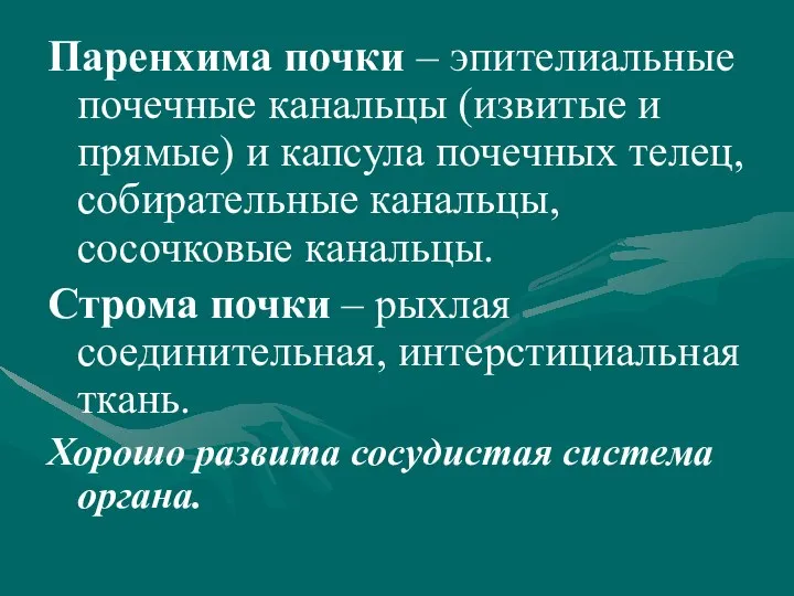 Паренхима почки – эпителиальные почечные канальцы (извитые и прямые) и капсула