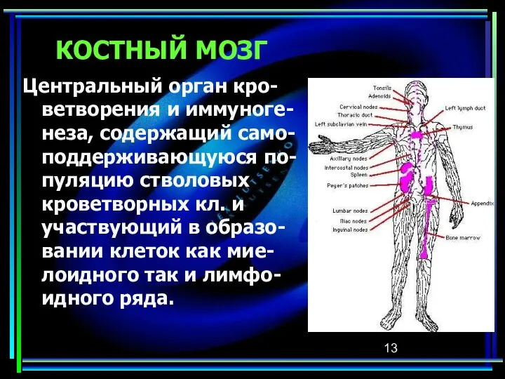 КОСТНЫЙ МОЗГ Центральный орган кро-ветворения и иммуноге-неза, содержащий само-поддерживающуюся по-пуляцию стволовых