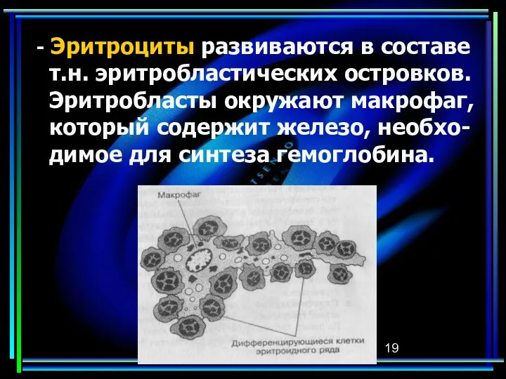 - Эритроциты развиваются в составе т.н. эритробластических островков. Эритробласты окружают макрофаг,