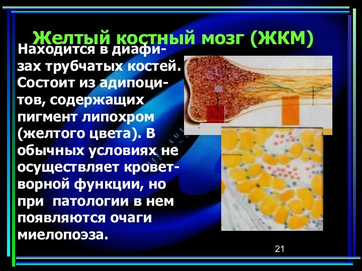 Желтый костный мозг (ЖКМ) Находится в диафи-зах трубчатых костей. Состоит из